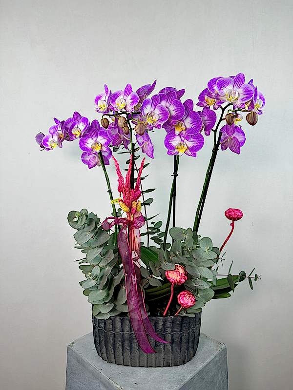 Carey 4'lü Phalaenopsis Orkide