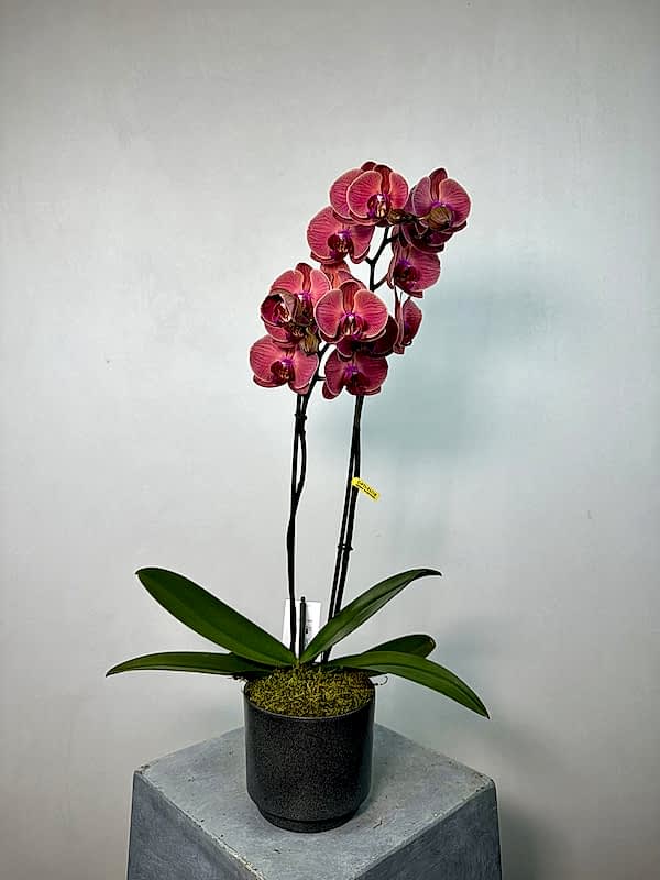 Asian Coral 2'li Phalaenopsis Orkide