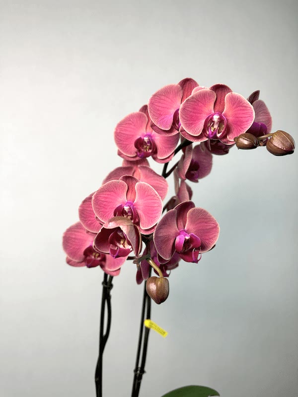 Asian Coral 2'li Phalaenopsis Orkide