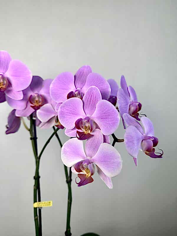 Seramik Saksıda 2'li Phalaenopsis Orkide