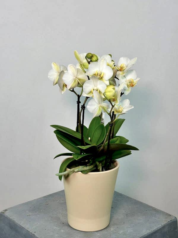 Beyaz Boquetto Orkide