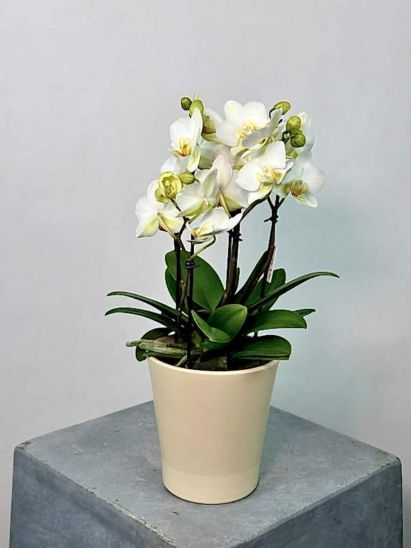 Beyaz Boquetto Orkide