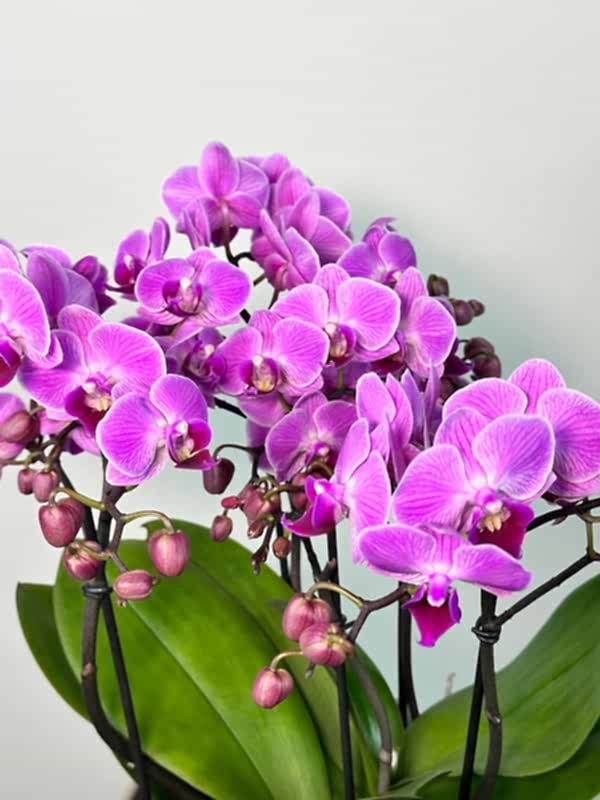 Caro Deluxe Bej Vazoda Pembe Bellissimo Orkide