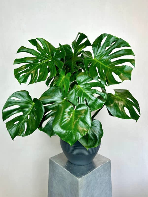 Monstera Deliciosa
