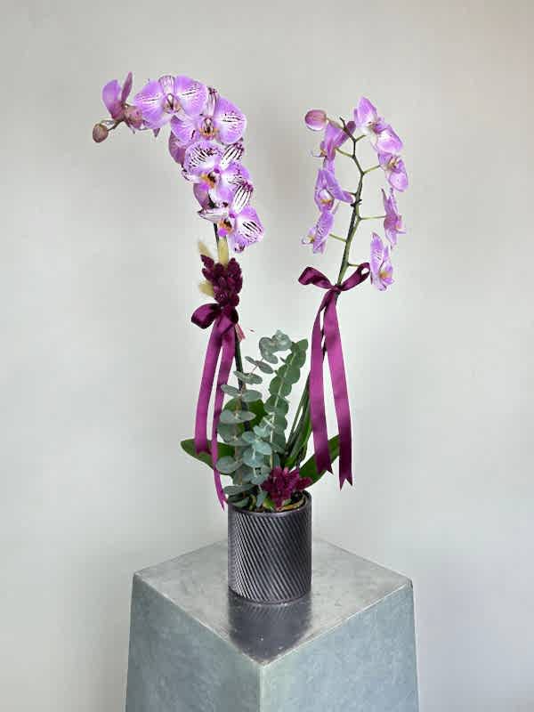 Taş Saksıda 2'li Pembe Orkide