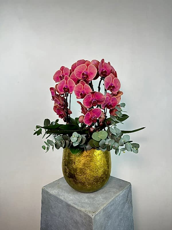 Cascade 4'lü Red Asian Orkide