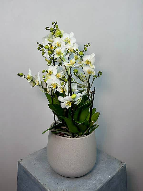 Bella Gri Taş Saksıda Beyaz Bellissimo Orkide