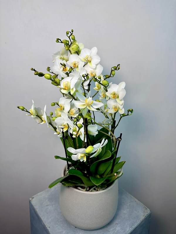 Bella Gri Taş Saksıda Beyaz Bellissimo Orkide