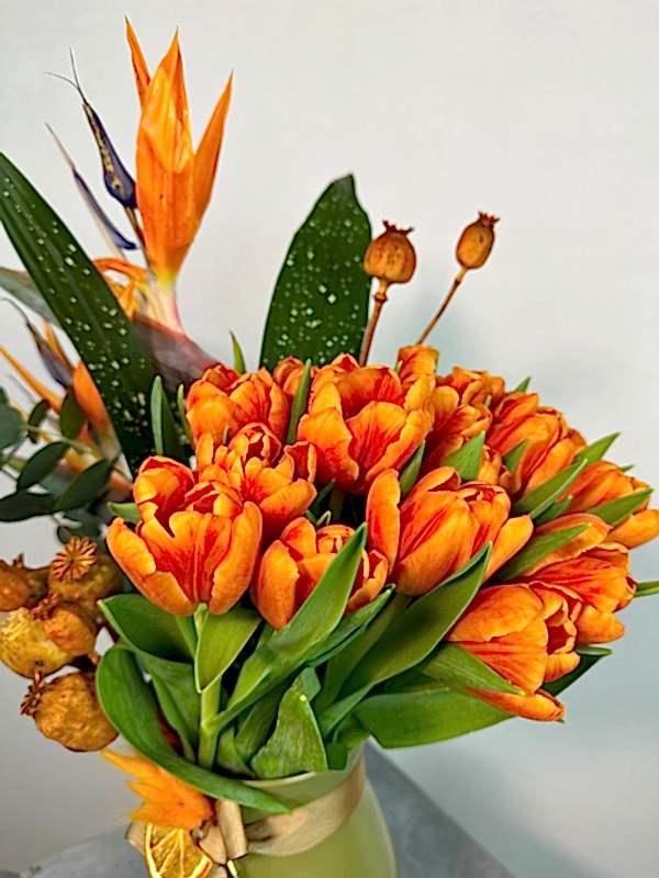 Turuncu Laleler ve Starliçe