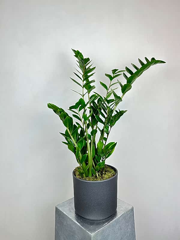 Antrasit Seramik Saksıda Zamia